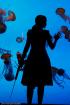 Bioshock 2: Geniales Cosplay-Kostüm in Unterwasser-Aquarium fotografiert Bioshock 2: Geniales Cosplay-Kostüm in Unterwasser-Aquarium fotografiert