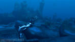 Tomb Raider Underworld