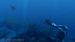 Tomb Raider Underworld
