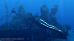 Tomb Raider Underworld