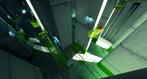 Mirror's Edge