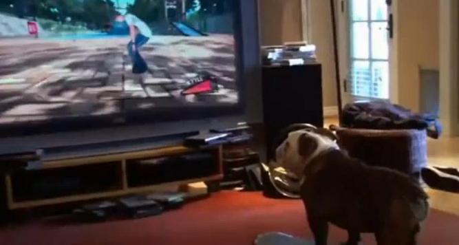 Ein Hund spielt Tony Hawk RIDE - großartig!