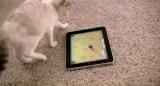 iPad: Die erste App für Katzen als Gratis-Download erschienen