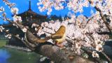 Wii U: Neues Video demonstriert die Power des Grafikchips