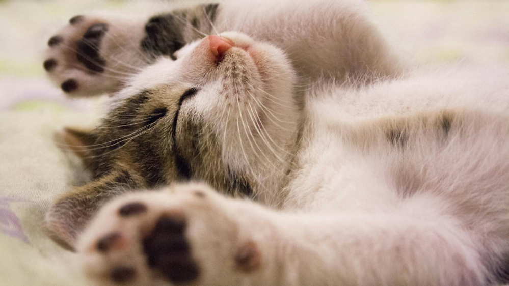 Verrückte Katzen züchten: Erster Trailer des neuen Spiels vom The Binding of Isaac-Entwickler sorgt für offene Münder