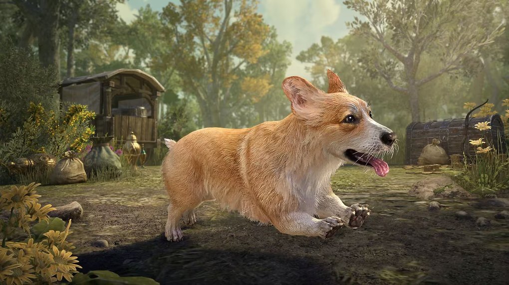 Morgenlicht-goldener Corgi als Begleiter.