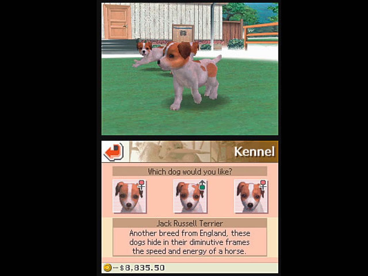 [20/12/2005] Jack-Russel-Terrier: Ein süßer Modehund