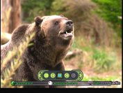 Darauf haben die Xbox-Fans gewartet! Tolle Bilder von Bären im Dia-Modus!