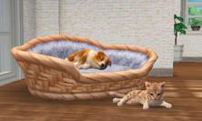 Nintendogs + Cats im Test: Wie geschaffen für den Nintendo 3DS