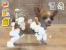Nintendogs - DS - 23.26 Millionen - Bellende Hunde virtuell waschen ... laaaaaame