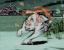 Okami Wii