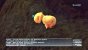 Das Tamagotchi lässt grüßen. Sie dürfen Ihren eigenen Chocobo-Reitvogel pflegen, füttern und großziehen.