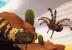 Deadly Creatures
