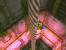 Banjo-Tooie - Bilder des N64-Klassikers (51)