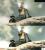Grafikvergleich zwischen der PS3- und 360-Version von Call of Juarez: Bound in Blood. (22)