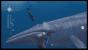 Endless Ocean 2 - Der Ruf des Meeres