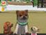 Nintendogs (Nintendo DS)