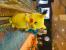 Fotos von der Pokémon-WM in Hawaii. (13)