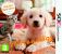 Nintendogs + Cats: Die in drei Versionen angebotene Haustiersimulation ist sicherlich extrem knuffig... aber kennen wir das Spielprinzip nicht schon hinreichend? Dennoch: Das Gameplay ist schlichtweg GUT.
