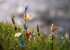 <strong>Pikmin 3</strong> - Nintendo wird das Spiel auf der E3 2012 präsentieren. Wann der Titel jedoch auf der Wii U erscheint, ist noch nicht bekannt. Wir hoffen natürlich zum Launch der Konsole. 