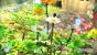 Pikmin 3 im Test: Eines der besten Spiele für die Wii U von Nintendo. (3)