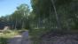 Kingdom Come: Deliverance, Beta - Unterwegs beim Waldspaziergang