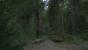 Kingdom Come: Deliverance, Beta - Unterwegs beim Waldspaziergang