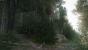 Kingdom Come: Deliverance, Beta - Unterwegs beim Waldspaziergang