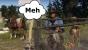 Wilder Westen? Ohne mich! Darum bleibe ich Rockstars Open-World-Abenteuer fern