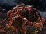 Horta -&nbsp;Die Horta haben eine Menge Charakter und gehören auch ohne einen Gesichtsausdruck oder eine komplexe Kultur zu den ikonischen Star Trek Aliens.